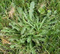 Image result for Hypochaeris