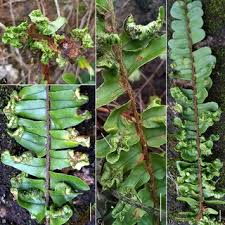 Image result for Menisorus pauciflorus