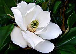Pin On Magnolia