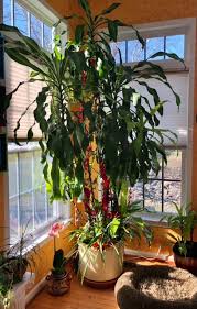 Image result for Dracaena fragrans