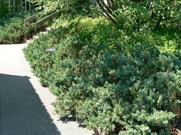Maybe you would like to learn more about one of these? Choosing Evergreens For Your Landscape Umn Extension