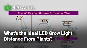 In the vegetative stage, your plants need about 18 hours of lights on, 6 hours of lights off. What S The Ideal Led Grow Light Distance From Plants