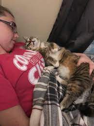 Sissy The Cat On Twitter I Love When My Humans Hold Me Like A Baby Baby Cat Catthoughts Love Human Holding Care Love Loveisloveeveryday Https T Co Uvzwtzmrv3