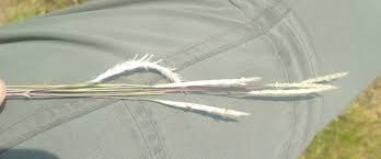 Image result for Elionurus platypus