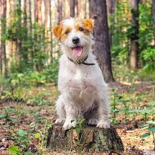 A jack russell terrier is a dog breed that needs exercise and needs to burn energy whenever possible. Jack Russell Terrier Pdsa