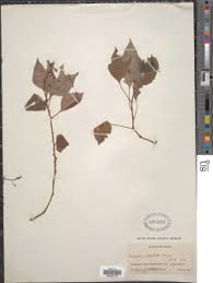 Image result for Impatiens purpureoviolacea