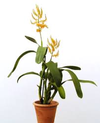 Image result for Polystachya bicarinata