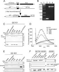Maybe you would like to learn more about one of these? Organization Of Ribosomes And Nucleoids In Escherichia Coli Cells During Growth And In Quiescence Journal Of Biological Chemistry