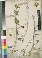 Image result for Otoptera