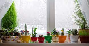 This link is to an external site that. Winter Care Tips For Houseplants My Garden Life