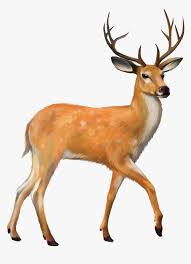 Deer Png Photo Background Deer Images Png Transparent Png Transparent Png Image Pngitem High quality cutout png images in pngwing, free and unlimited downloads. deer png photo background deer images