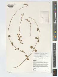 Image result for Coleus cylindraceus