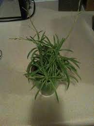 Ocotillo looks a lot like cactus, but it is not a true cactus. Tiny Little Succulent Looks Like Miniature Green Beans