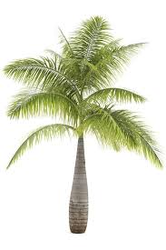 Pictures Of Different Types Of Palm Trees Lovetoknow Palm Tree Types Palm Trees Landscaping Palm Tree Plant