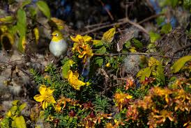 Image result for Hypericum revolutum