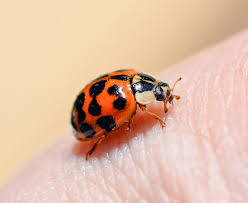 The insect eggs in your soil may also belong to a ladybug, which is rare. Ladybugs Identification Environment Threats Treatment