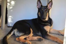 Thank you for visiting our site. German Shepherd Puppy For Sale For Sale In Brooklyn New York Classified Americanlisted Com