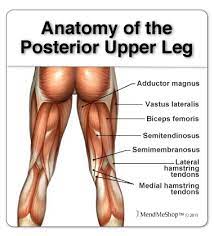 The plantaris is a thin muscle that begins at the lower end of the femur (the large bone of the upper leg), stretches across the knee joint and attaches to the back of the heel along with the achilles tendon. Popliteus Strain