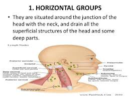 Organization of the lymph nodes: Lymphatic System Of The Head And Neck Lymphatic System Includes Lymph Nodes And Lymph Vessels Ppt Download