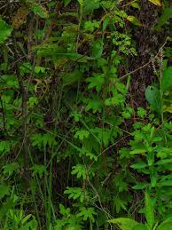 Image result for Lygodium microphyllum