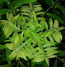 Image result for Agathis