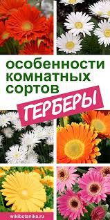 как ухаживать за герберой в горшке в домашних условиях Osobennosti Komnatnyh Sortov Gerbery V 2020 G Gerbera Komnatnye Rasteniya Rasteniya