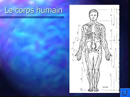 Résultat de recherche d'images pour "nombre d'or corps humain"
