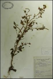 Image result for Basilicum polystachyon