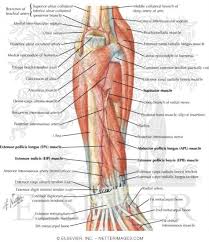 We hope this picture posterior view of human body muscles diagram can help you study and research. Muscles Of Forearm Deep Layer Posterior View