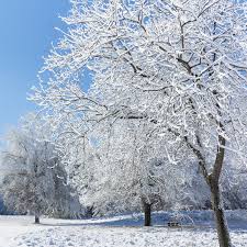 The Risk of Snow on Trees | Elite Tree Care