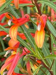 Image result for Scleria laxiflora