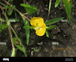 Image result for Commelina africana