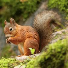 Image result for squirrel