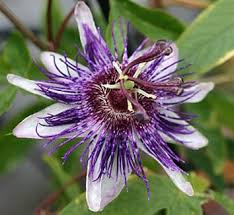 Image result for Passiflora ligularis