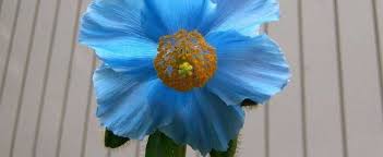 Borne in succession on erect leafy stems, the striking blossoms rise with majesty from a basal rosette of hairy, oblong leaves and give way to narrow seed pods. Meconopsis Species Himalayan Blue Poppy Tibetan Blue Poppy Meconopsis Betonicifolia