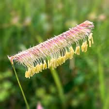 Image result for Mellera lobulata