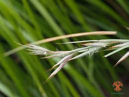 Image result for Hyparrhenia tamba