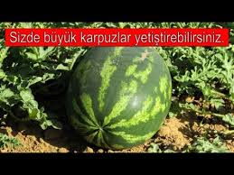 Karpuz Tohumu Nasil Ne Zaman Ekilir Cimlendirilir Kac Gunde Cimlendir Ve Karpuz Tohumu Satisi Youtube