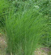 We did not find results for: Chinaschilf Gracillimus Miscanthus Sinensis Gracillimus