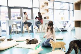 Here Are Some Tips On How To Open A Cat Cafe A Cross Between A Coffee Shop And An Adoption Center For Cats There S More Cat Cafe Dog Daycare Daycare Flooring