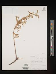 Image result for Monsonia senegalensis