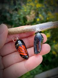 Pin On Raising Monarch Butterflies