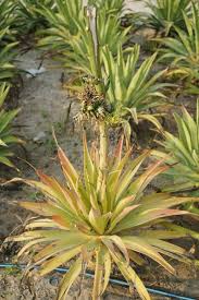 Image result for Agave sisalana