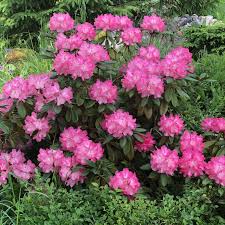 Rhododendron Yakushimanum Anuschka Blommor