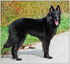 They live for around 12 or 13 years, but some are. Belgian Groenendael Belgian Sheepdog Belgian Shepherd Groenendael Belgian Shepherd