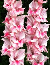 Image result for Gladiolus hollandii