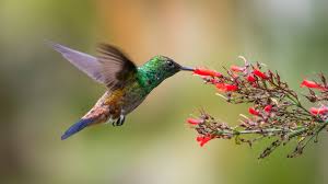 We grow many different types, but the hummingbirds are especially fond of our pineapple sage, hummingbird sage, wild watermelon salvia, 'black and blue' salvia, ' love and wishes' salvia, and 'mystic spires blue' salvia. Bring All The Hummingbirds To Your Yard With These Plants King5 Com