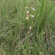 Image result for Eulophia caricifolia