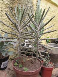 Kalanchoe Tubiflora Kalanchoe Delagoensis Suculentas Plantas Suculentas Plantas Vermelhas