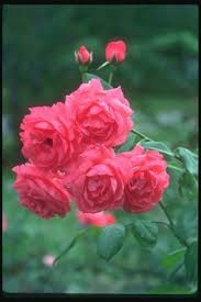 Flower rose pakaian vintage, rose border, ilustrasi bunga mawar merah dan pink, perbatasan, merangkai bunga, floribunda png. Bunga Rose Mawar Besar Penuh Bunga Roses Bunga Alam World Foto Bunga Mawar Alam